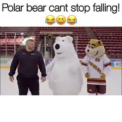 Polar bear can't stop fallin!
