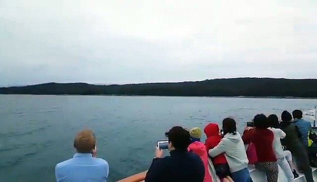 Une baleine fait un saut et éclabousse des touristes