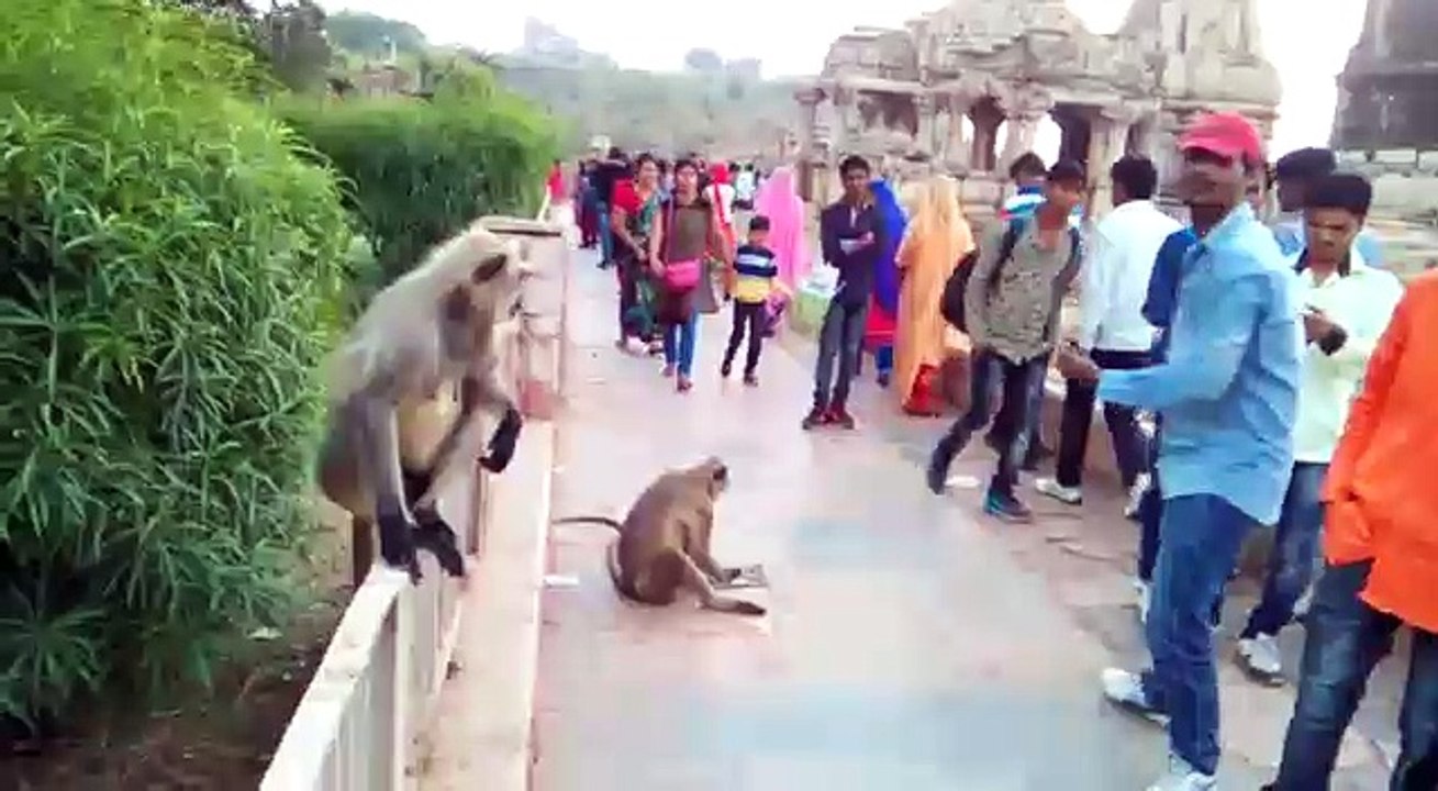 pic monkey