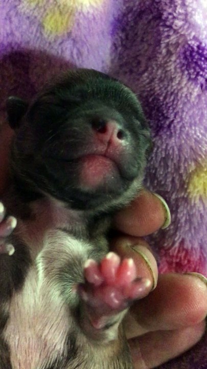 Baby GIRL 1 Léto x Roméo birth 18-09-17