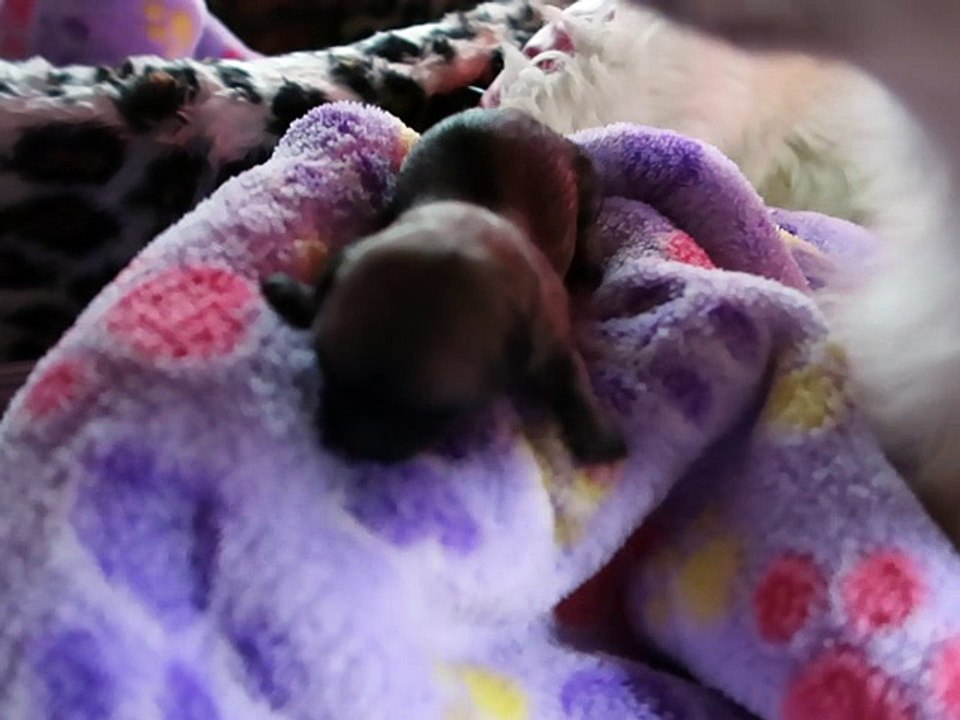 13-09-17 Léto baby lady 2 born with nurse Flash