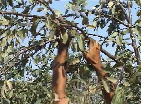 Rod voća za trećinu manji, 23. septembar 2017. (RTV Bor)