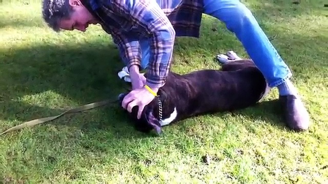 Une femme parvient à sauver in extremis un chien d’une mort imminente