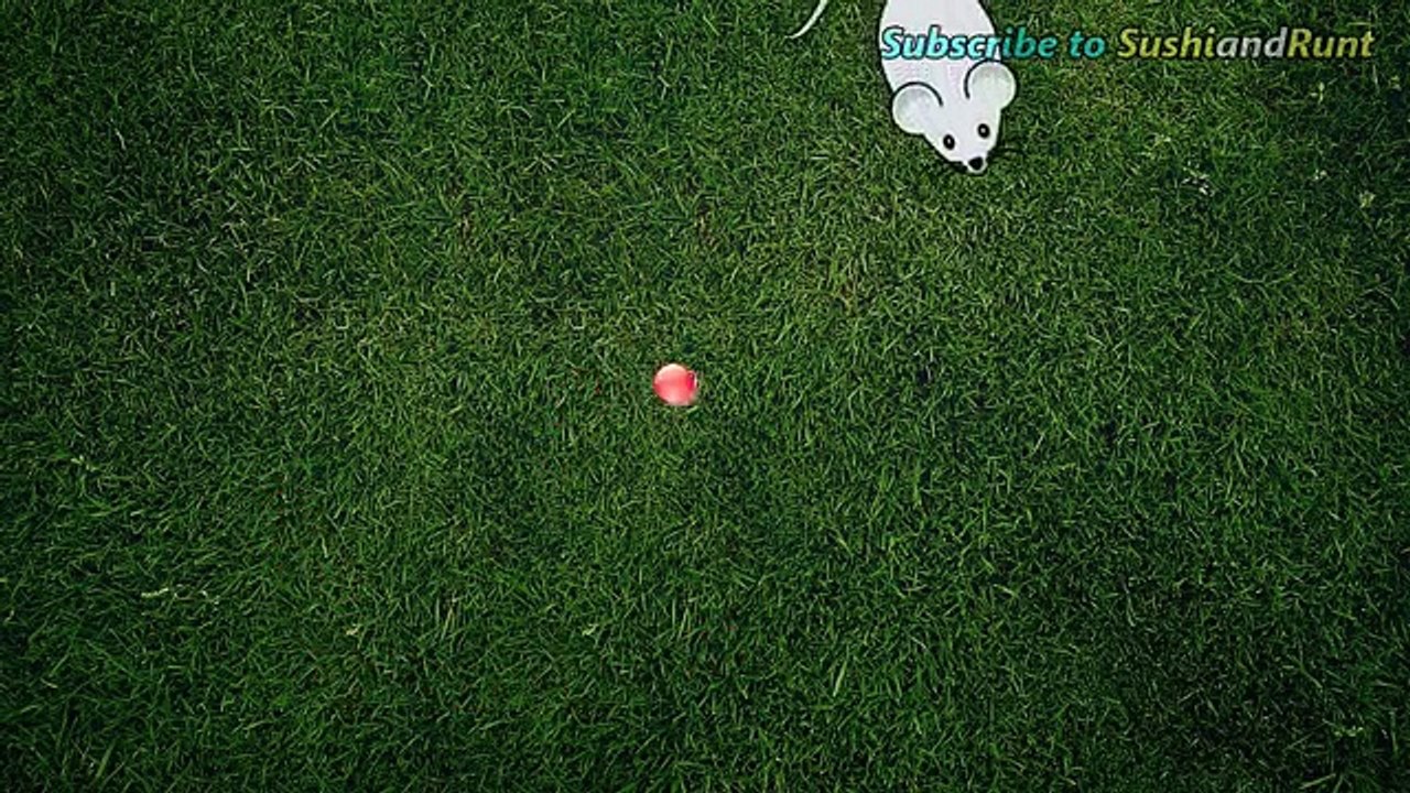 CAT GAMES - CATCHING A SPIDER (VIDEOS FOR CATS TO WATCH)