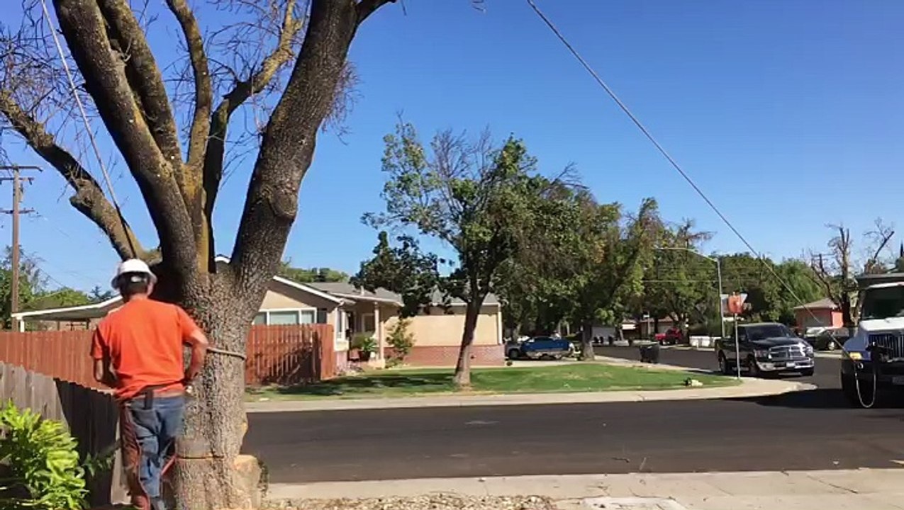 Dead Tree Removal
