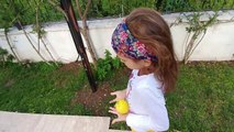 Elif portakal suyu sıkıyor, eğlenceli çocuk videosu