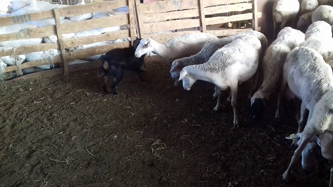 Zanto vs Sheep
