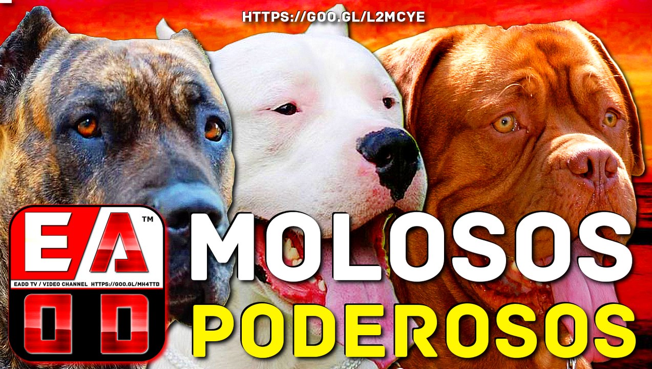 Top 10 Perros Con La Mordida Más Poderosa