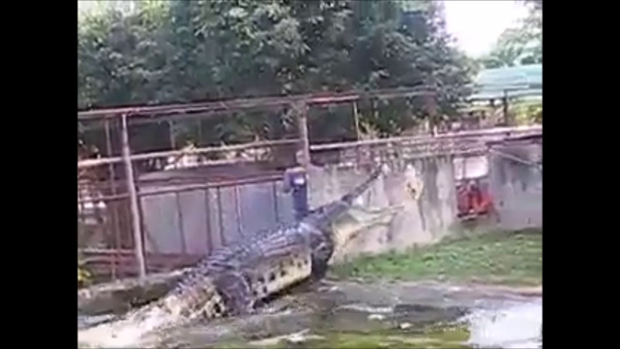 Regardez ce qui va sortir de l'eau... Plus grand crocodile du monde