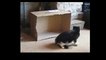 Funny Videos 2017 Funny Cats Video Funny Cat Videos Ever Funny Animals Funny Fails 2017