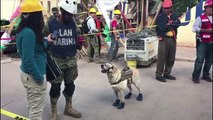 Frida, la heroica perrita rescatista que conquistó México