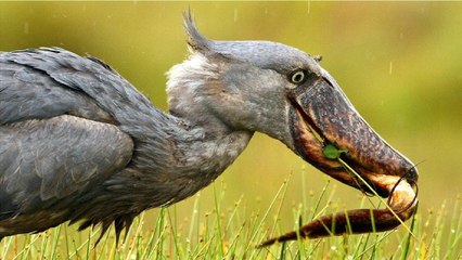 5 AVES MAS PELIGROSAS y LETALES DEL MUNDO