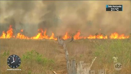 Estado do Pará é recordista de queimadas em 2017; gado sofre com falta de pasto