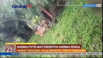 Kasihan! Harimau Putih Mati Dikeroyok Harimau Bengal