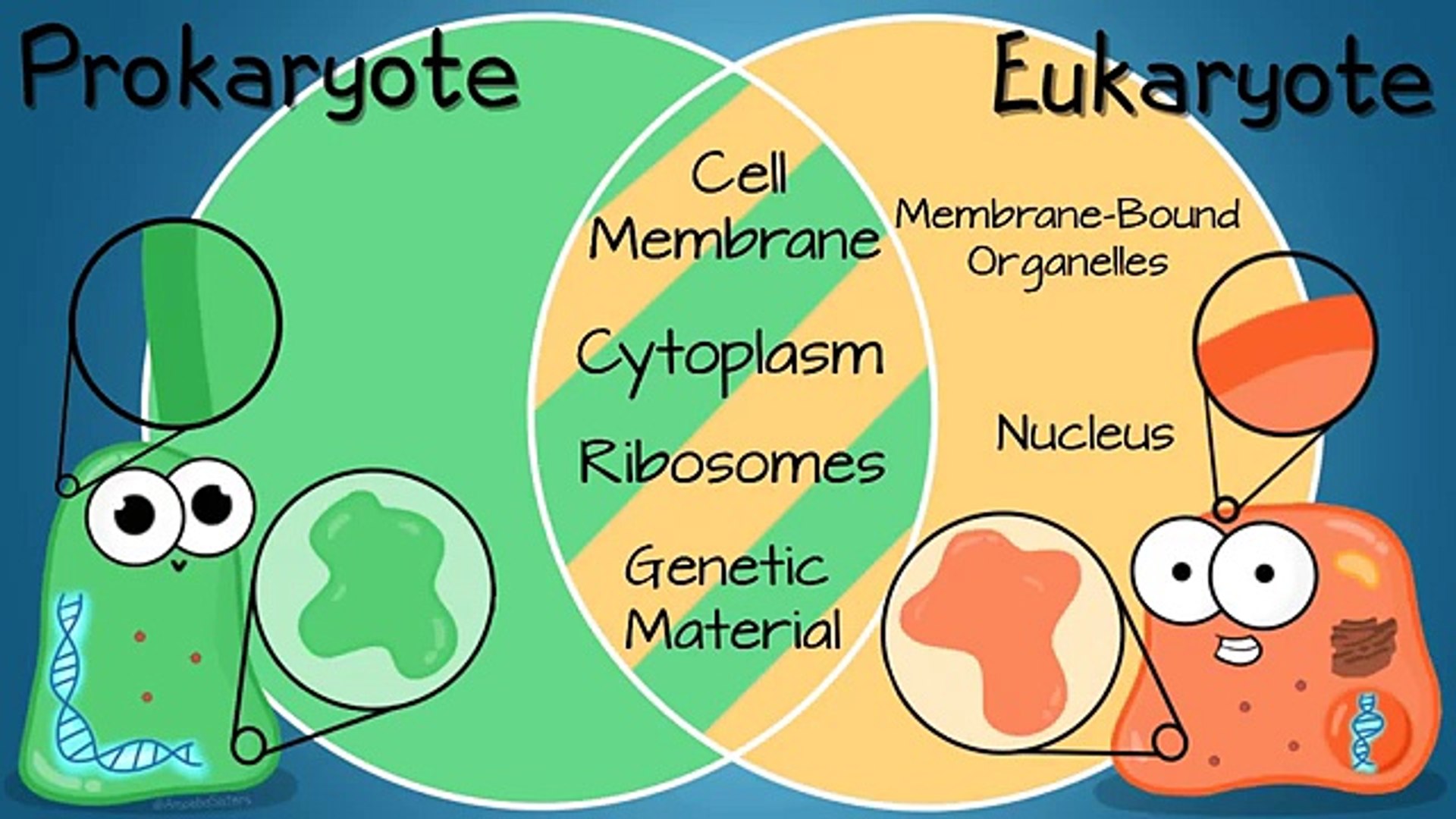 wallpapers Amoeba Sisters Prokaryotes And Eukaryotes endosymbiotic theory.