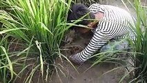 Amazing catch - Amazing two brothers catching fishes bare hands in the rice field