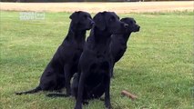 Labrador Retriever Dog Breed Guide