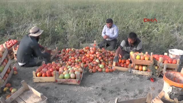 Muş'ta Domatesin Kilosu 40 Kuruş