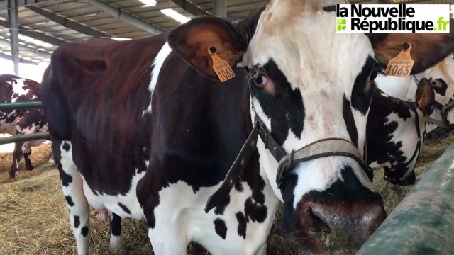 VIDEO. Parthenay : les animaux, stars du festival de l'élevage