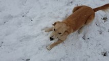 Ce chien adorable découvre pour la première fois la neige