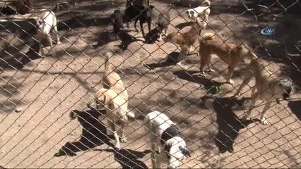 Engelli Sokak Köpeklerine Özel Bakım