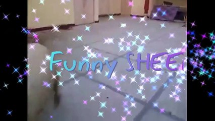 Bouncing Jumping Sheep Very Funny Video Must watch