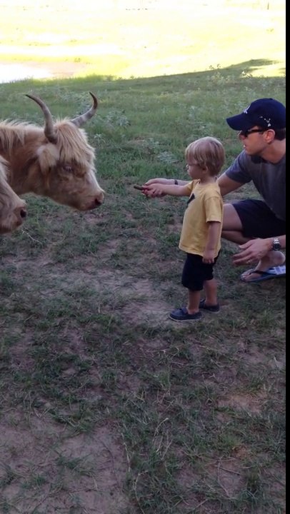 Quand un petit enfant nourrit une vache!!