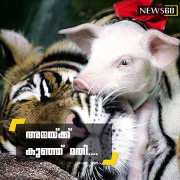 Zoologists wrapped piglets up in tiger-print cloth, and presented them to the mother tiger