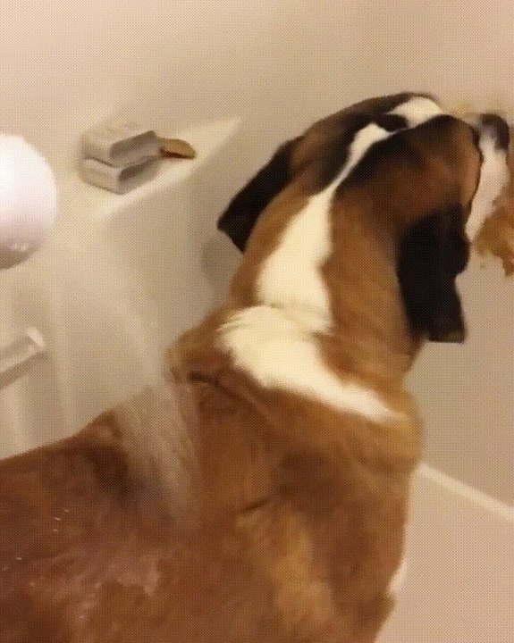 Pour Doucher Facilement Votre Chien, Occupez-Le En Étalant Du Beurre de Cacahuète Sur la Paroi.