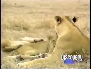 Descargar video: Crater Lions Of Ngorongoro African Animals [Nature/Wildlife Documentary]