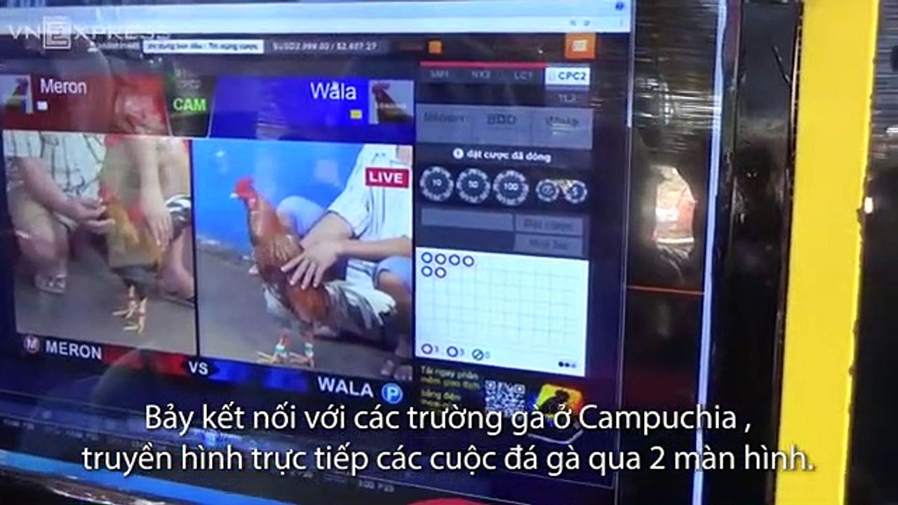Truyền hình trực tiếp từ trường gà Campuchia để đánh bạc