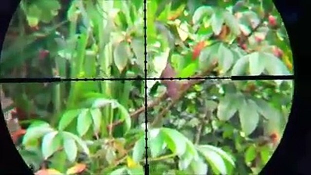 long range pigeon hunting with airgun just for hunters