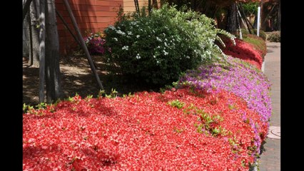 Mary Hamilton - Joan Baez