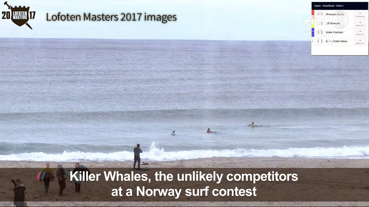 Killer Whales, the unlikely competitors in Norw...