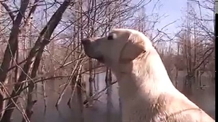 duck hunting in uk