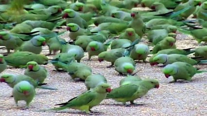 Parrots in India