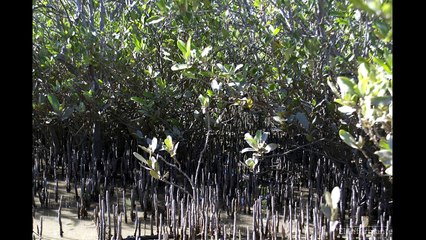 Manglares | Audio Definiciones | Jam Tech Solutions