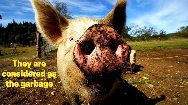 5 reasons why pork is bad for your health | You wont believe this