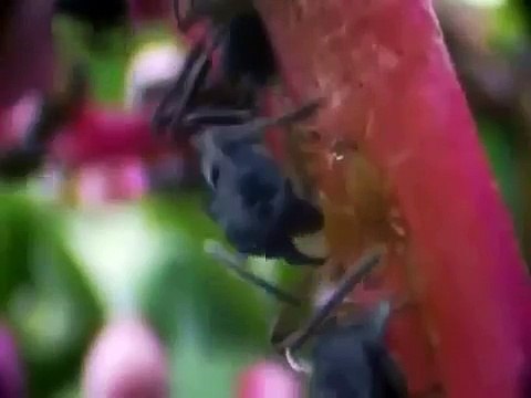 Ants Documentary Channel Documentary on ANTS Natures Power Nature