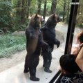 Ces 2 ours se tiennent debout comme des humains! Classe le zoo
