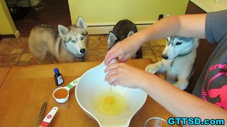BIRTHDAY CAKE for the Dog Homemade How to Dog Birthday Cake Recipe | Snacks with the Snow Dogs 20