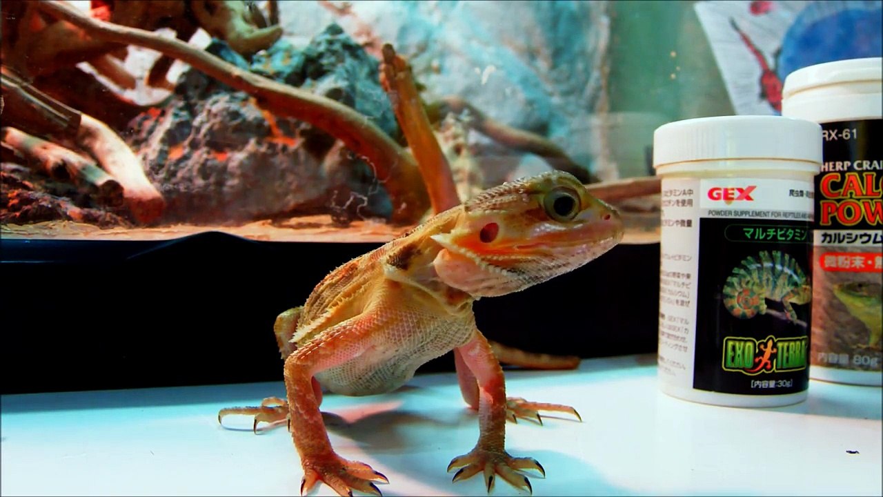 Which pet lizard is better for you? Bearded Dragon or Leopard Gecko(Old Vid)