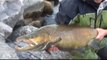 Giant German Brown Trout Public Shore Fishing