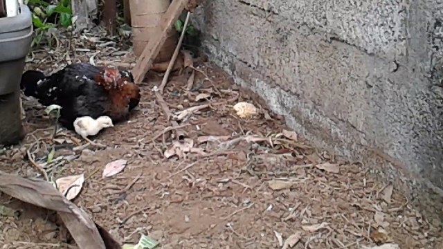 JED'S FARM : LES PETITS POUSSINS SE CACHENT SOUS LEUR MERE (EPISODE 18)