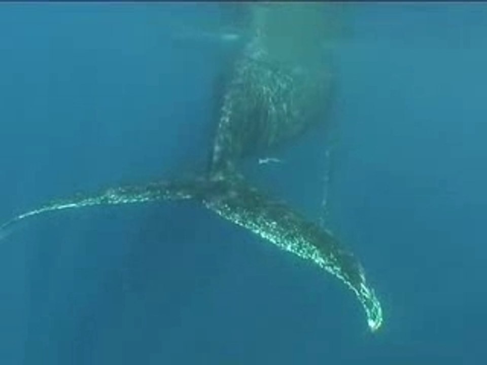 Baleiles Ile de la Réunion