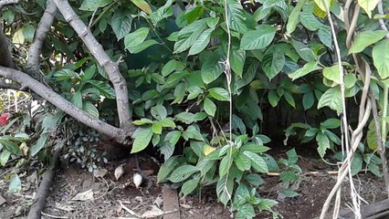 JED 'S FARM : LES PETITS POUSSINS GRATTENT LA TERRE .