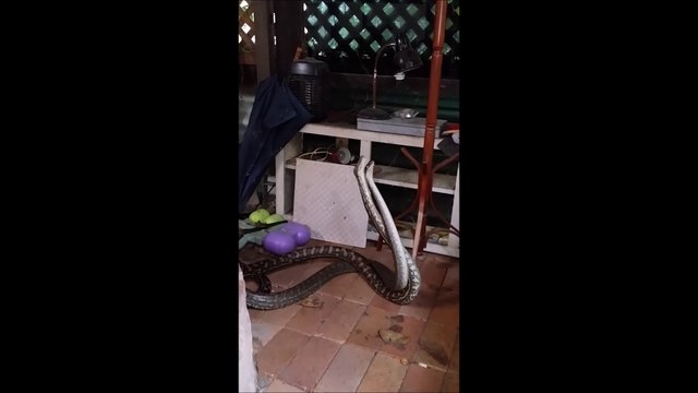 Ce 2 serpents sont inséparables, mais que font-ils???