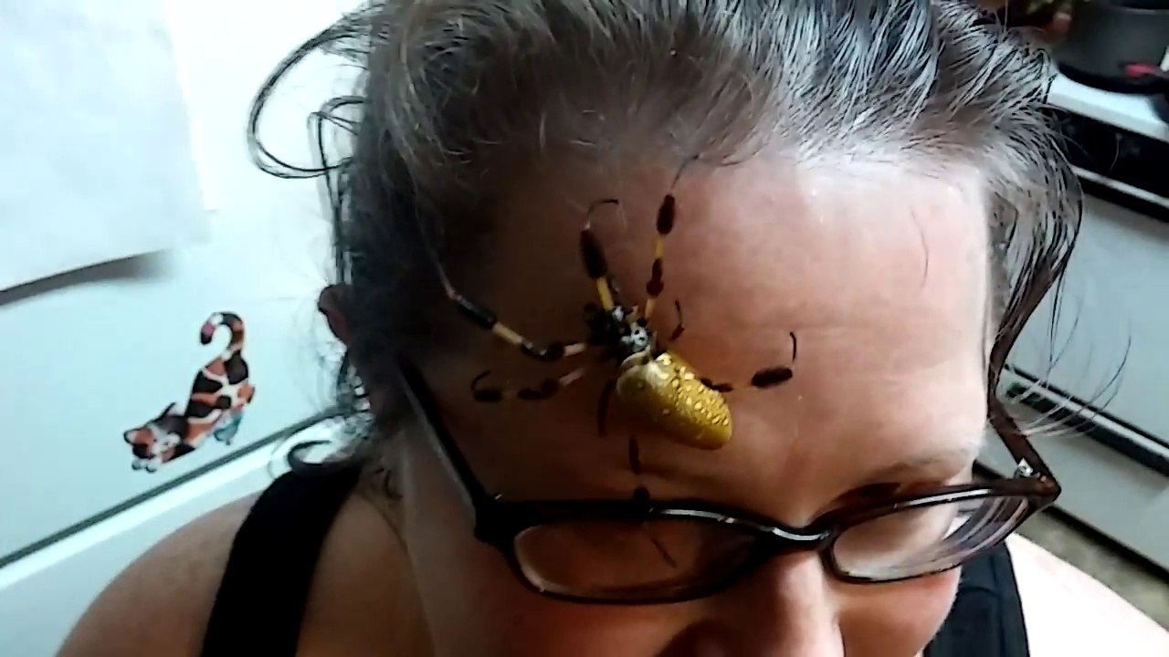 Imagine tu te réveilles et tu as ça sur le front... Araignée géante