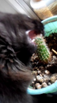 Ce chat bouffe un cactus bien piquant... Pourquoi???