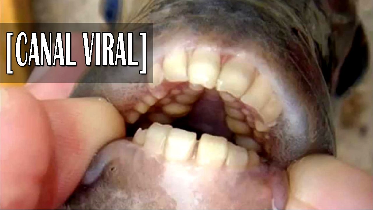 Encuentran en EU extraños peces humanos